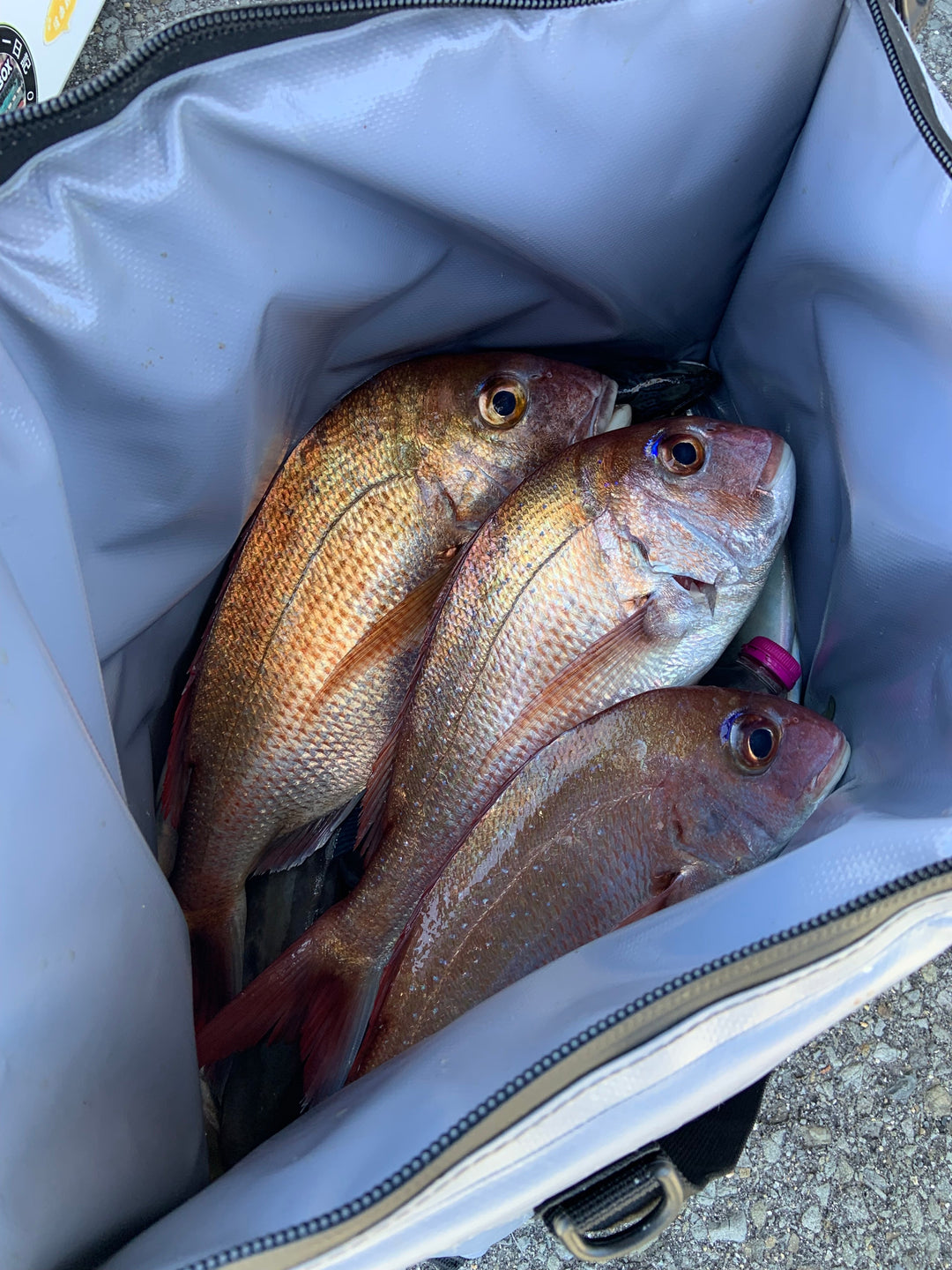 Buffalo Gear 27QT fish bag cooler with flat bottom for easy storage and transportation of catches.