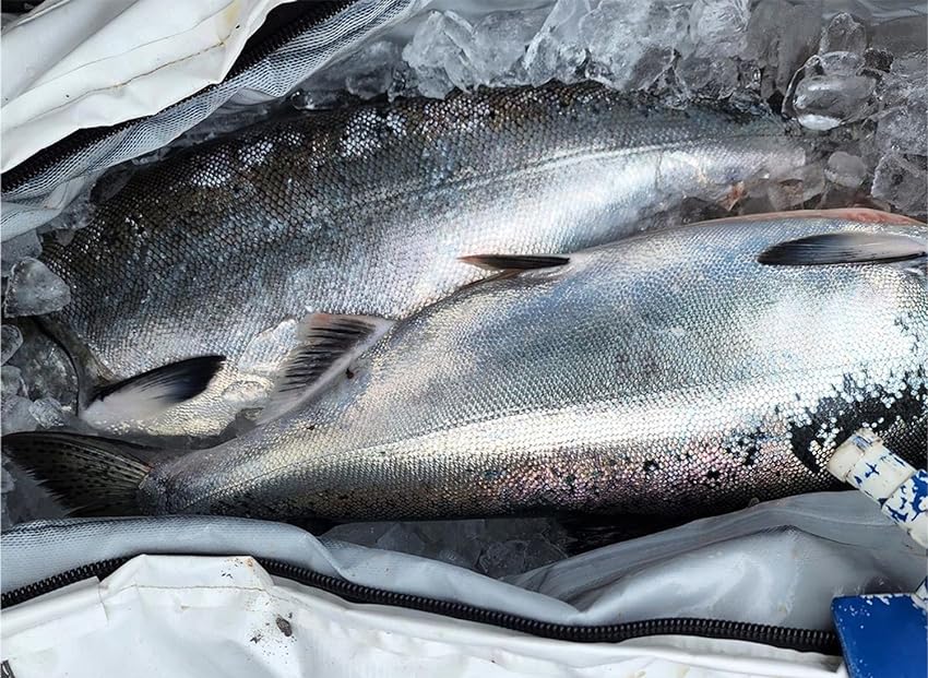 72x30'' Fish Cooler Bag With YKK Zipper, Flat Bottom