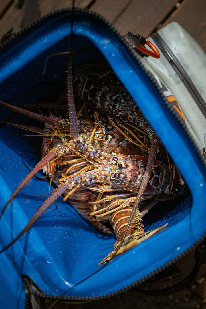 Large outdoor cooler backpack by Life League Gear, featuring insulated compartments and sturdy straps for outdoor adventures.